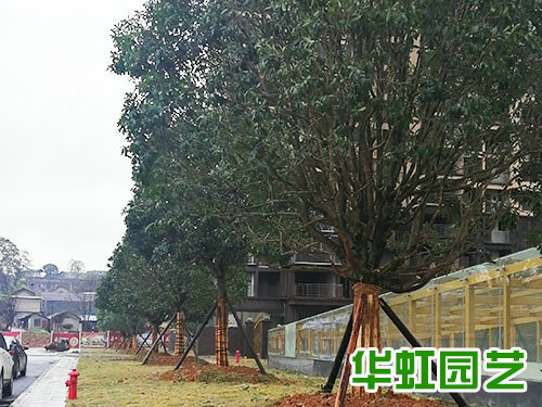 鹤州印象绿化工程